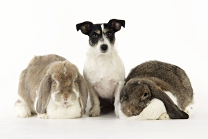 Images Dated 6th April 2009: Dog and Rabbit. Giant French lop rabbits with Jack Russell