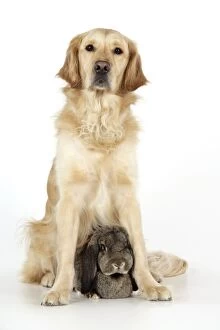 Images Dated 5th March 2008: Dog and Rabbit - Golden Retriever and French Lop