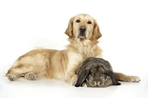 Dog and Rabbit - Golden Retriever and French lop in studio