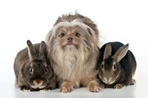 Griffons Prints: DOG & RABBIT - Griffon X sitting between mini castor rabbits