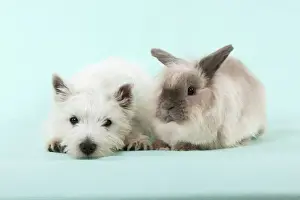 Friend Prints: DOG & RABBIT - West Highland White Terrier - laying next to Lionhead Rabbit