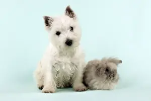 DOG & RABBIT - West Highland White Terrier sitting next to Lionhead Rabbit