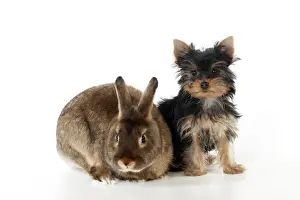 Yorkshire Terriers Prints: DOG & RABBIT - Yorkshire terrier puppy sitting with mini castor satin