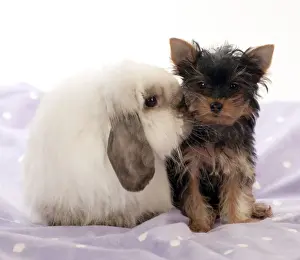 Purple Prints: DOG & RABBIT - Yorkshire terrier puppy sitting with mini lop