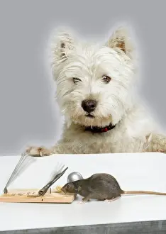 Hats Prints: Dog and Rat - West Highland Terrier watching rat and mouse-trap. Manipulated Image