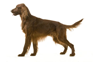 Dog - Red / Irish Setter