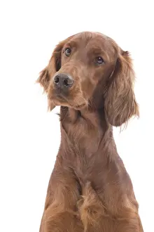 Setters Prints: Dog - Red / Irish Setter in studio
