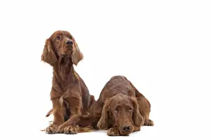 Dog - Red / Irish Setter - two in studio
