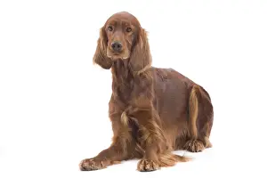 Dog - Red / Irish Setter in studio