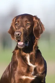 Irish Setters Prints: Dog - Red Setter / Irish Setter
