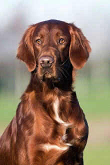 Images Dated 15th January 2007: Dog - Red Setter / Irish Setter