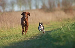Dog - Red Setter / Irish Setter & Boston Terrier - running