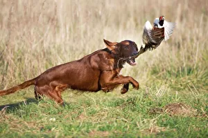 Working Collection: Dog - Red Setter / Irish Setter - chasing pheasant