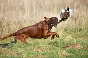 Working Prints: Dog - Red Setter / Irish Setter - chasing pheasant
