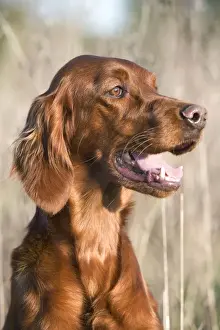 Dog - Red Setter / Irish Setter - head
