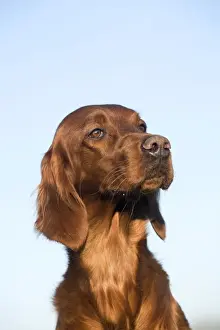 Dog - Red Setter / Irish Setter - head
