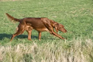 Dog - Red Setter / Irish Setter - running