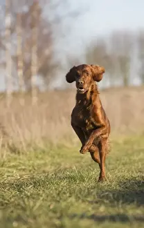 Dog - Red Setter / Irish Setter - running