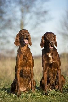 Dog - Red Setter / Irish Setter - two sitting