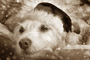 Images Dated 16th July 2009: Dog - resting in bed Digital Manipulation: Hat (Su), sepia, stars