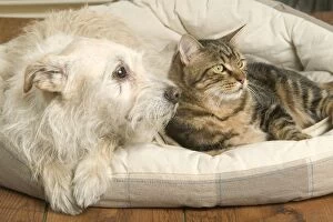 Dog - resting on cushion with tabby cat