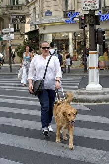 Dog - Retriever - Guide Dog for the Blind crossing