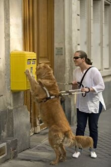 Images Dated 12th August 2005: Dog - Retriever - Guide Dog for the Blind helping