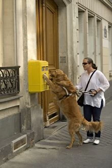 Blind Gallery: Dog - Retriever - Guide Dog for the Blind helping