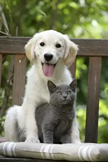 Garden Furniture Prints: Dog - Retriever puppy sitting with grey kitten