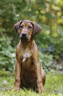 Images Dated 11th May 2012: Dog - Rhodesian Ridgeback. 4 month old puppy