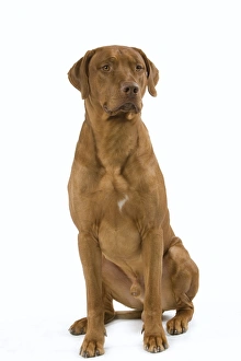 Rhodesian Ridgeback - sitting
