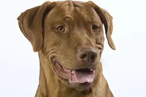Dog - Rhodesian Ridgeback