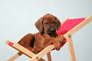 Dog - Rhodesian Ridgeback puppy asleep on deck chair