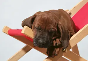 Dog - Rhodesian Ridgeback puppy asleep on deck chair