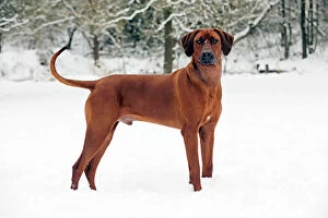 Images Dated 19th December 2010: DOG - Rhodesian ridgeback in snow
