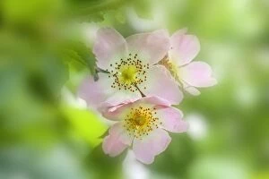 Images Dated 18th June 2013: Dog Rose