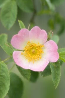 Dog Rose - flower