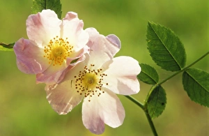 Images Dated 31st January 2011: Dog Rose Flower ME 985 Rosa canina © Johan De Meester / ardea.com