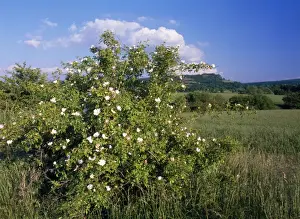Hedges Prints: Dog Rose - in hedge Stirlingshire, UK
