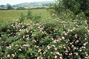 Hedgerows Prints: Dog Rose Isle of Wight