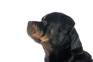 Images Dated 29th July 2007: DOG. Rottweiler