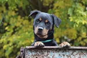 Images Dated 27th October 2016: Dog Rottweiler
