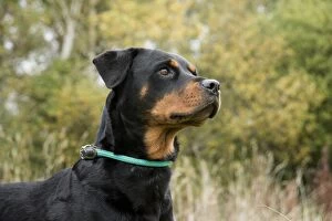 Images Dated 27th October 2016: Dog Rottweiler