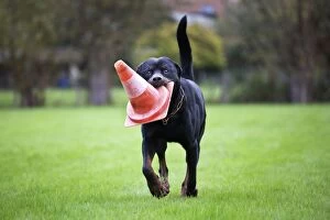 Dog - Rottweiler - at dog training school. Carrying traffic cone in mouth