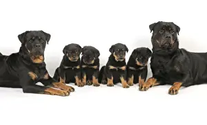 Litters Prints: DOG. Rottweiler dogs sitting with four rottweiler puppies in between them