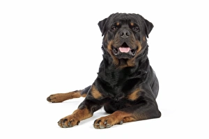 Images Dated 29th July 2007: DOG. Rottweiler laying down