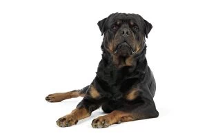 Images Dated 29th July 2007: DOG. Rottweiler laying down