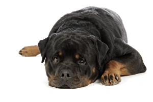 Images Dated 29th July 2007: DOG. Rottweiler laying down