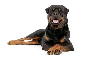 Rottweilers Collection: DOG. Rottweiler laying down