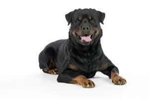 Images Dated 29th July 2007: DOG. Rottweiler laying down